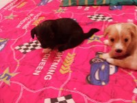 2 aylık erkek terrier