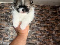 TEA CUP MUHTEŞEM YAPIDA POMERANİAN BOO
