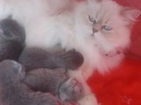 Russian blue ve british longhair kırma yavrular