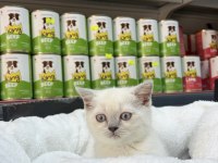 British Shorthair Blue Point