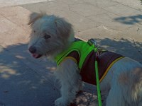 Terrier 2 yaşında maltese