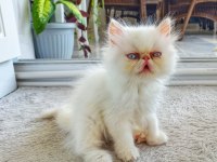 İran Exotic Longhair 2 buçuk aylık Dişi