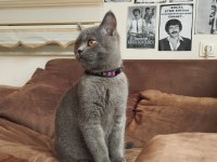 British shorthair tüm eşyaları yanında verilecektir