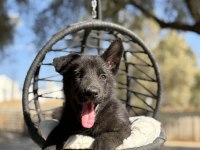 Muhteşem alman çoban köpeği yavrularımız