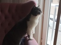 British Shorthair Kedimiz