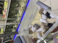 ELE ALIŞIK HAMSTER ANTALYA HAMSTER ÇİFTLİĞİ