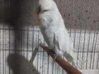 Jumbo Muhabbet Kuşu