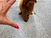 ORJİNAL GÜLER YÜZLÜ TOY POODLE YAVRUM