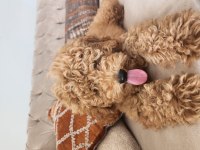 Evde bakılan çok akıllı poodle yavru