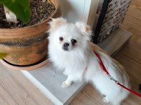 Pomeranian kızımıza yuva arıyoruz