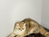 Safkan British shorthair