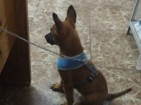 Eğitimli aşıları tam a kalite malinois