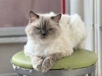 Dişi ragdoll kedime eş arıyorum