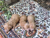 Maltipoo yavrularımız