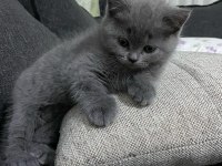 Kaliteli sağlıklı british shorthair yavrular