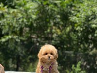 Red maltipoo yavrular
