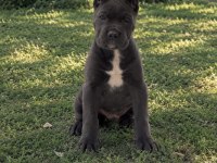 Harika Anatomi Cane Corso Yavrular