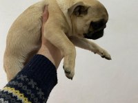 4 adet 3 aylık dişi pug