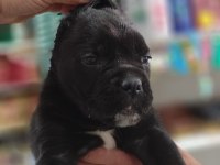 Cane Corso Puppy