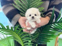 KORE MALTESE