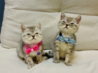 British shorthair yavru kediler