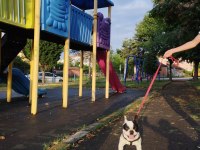 Oğlumuza eşleştirmeye güzel köpek lazım