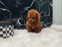 Poodle yavrumuz için iletişime geçebilirsiniz