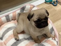 DÜNYA TATLISI PUG YAVRULARI