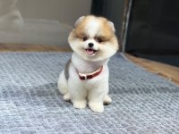 Sağlık Ve Irk Garantili Pomeranian Köpeği
