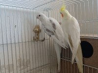 Sağlıklı çift sultan papağanı