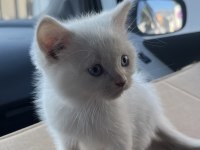 2 AYLIK ERKEK BRİTİSH BEBEK