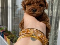 Kore kan erkek poodle yavrumuz yeni yuvasını arıyor