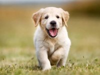 Koca Kafa Babyface Golden Retriever Yavrusu