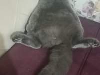 Uysal Scottish Fold Kedim