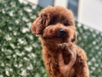 Korea teacup biblo poodle