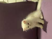 Safkan british longhair