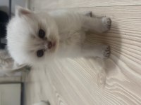 British Shorthair (Açıklamayı Okuyun)