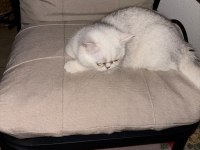 British shorthair erkek 1 yaşında