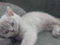Güzel british shorthair kızım
