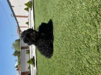 Kahve ve siyah poodle
