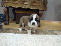 Saint Bernard, Çiftlik yada petshop değiliz