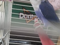 3.5 aylık erkek cennet papağanı