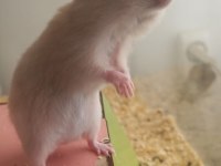 SURİYE HAMSTER YAVRU VE SAĞLIKLI