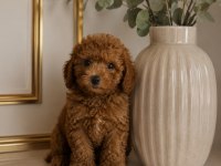 TATLI MINIK KÖPEKLER