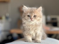 A kalite ayı surat gold british shorthair yavrular