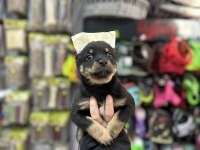 2 aylık 3 tane dişi pinscher
