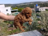 TOY POODLE SAFKAN YAVRULAR İZMİR