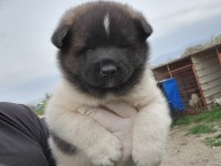 American akita sağlıklı köpeğimiz