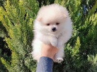 66 günlük pomeranian köpeği