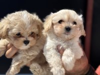 Show kalite kore maltipoo yavrularımız